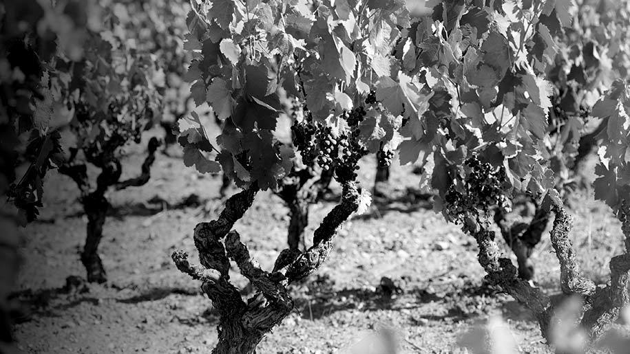 Landscape quote vines 915x515